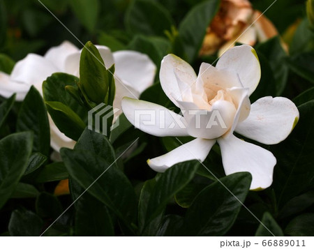 白いくちなしの花と緑色の蕾の写真素材