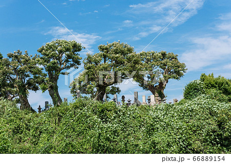 田舎の山頂の墓地　日本の原風景　先人の心を偲んで　 66889154