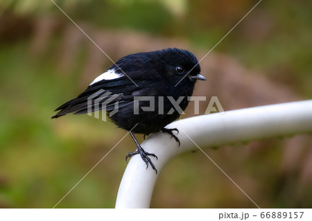 ハジロパプアヒタキ Peneothello sigillata 野鳥 66889157