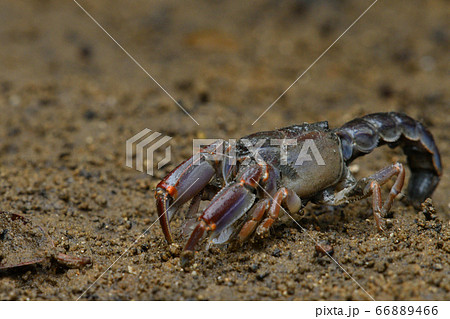 オキナワアナジャコ Mud lobster Mangrove lobster アナジャコ オキナワアナジャコ Mud lobster Mangrove lobster アナジャコ 66889466