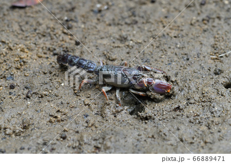 オキナワアナジャコ　Mud lobster　Mangrove lobster　アナジャコ 66889471