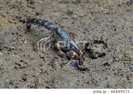 オキナワアナジャコ　Mud lobster　Mangrove lobster　アナジャコ 66889472