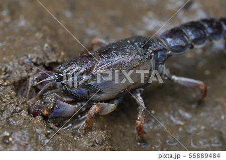 オキナワアナジャコ　Mud lobster　Mangrove lobster　アナジャコ 66889484
