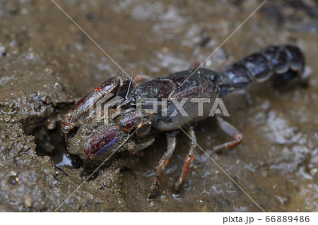 オキナワアナジャコ Mud lobster Mangrove lobster アナジャコ オキナワアナジャコ Mud lobster Mangrove lobster アナジャコ 66889486