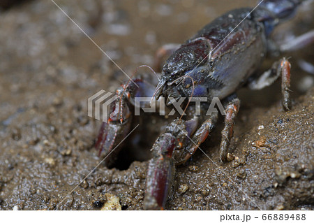 オキナワアナジャコ Mud lobster Mangrove lobster アナジャコ オキナワアナジャコ Mud lobster Mangrove lobster アナジャコ 66889488