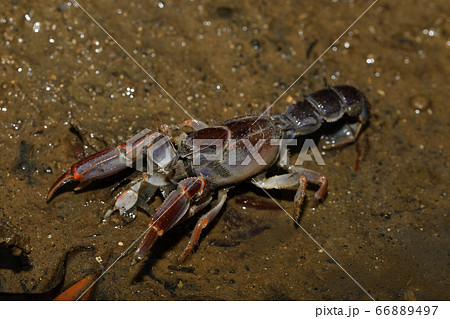 オキナワアナジャコ Mud lobster Mangrove lobster アナジャコ オキナワアナジャコ Mud lobster Mangrove lobster アナジャコ 66889497