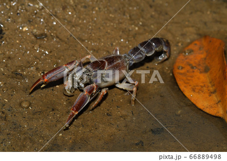 オキナワアナジャコ　Mud lobster　Mangrove lobster　アナジャコ 66889498