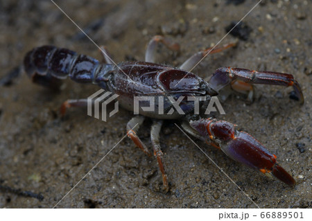 オキナワアナジャコ Mud lobster Mangrove lobster アナジャコ オキナワアナジャコ Mud lobster Mangrove lobster アナジャコ 66889501