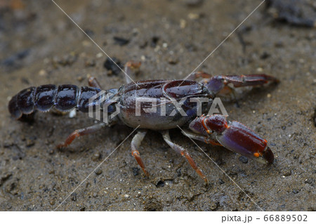 オキナワアナジャコ Mud lobster Mangrove lobster アナジャコ オキナワアナジャコ Mud lobster Mangrove lobster アナジャコ 66889502