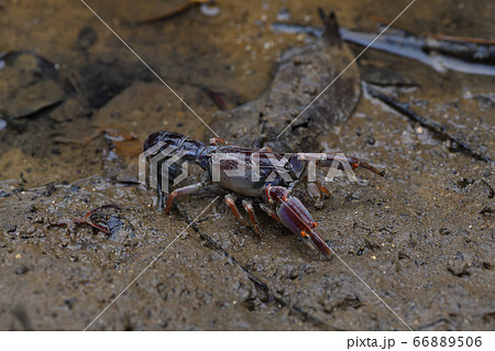 オキナワアナジャコ　Mud lobster　Mangrove lobster　アナジャコ 66889506