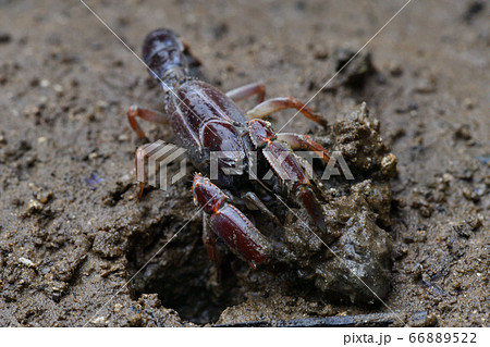 オキナワアナジャコ Mud lobster Mangrove lobster アナジャコ オキナワアナジャコ Mud lobster Mangrove lobster アナジャコ 66889522