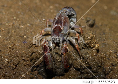 オキナワアナジャコ Mud lobster Mangrove lobster アナジャコ オキナワアナジャコ Mud lobster Mangrove lobster アナジャコ 66889523
