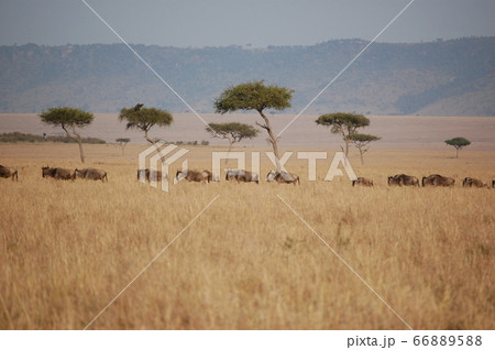 アフリカサバンナ アフリカサバンナ 66889588