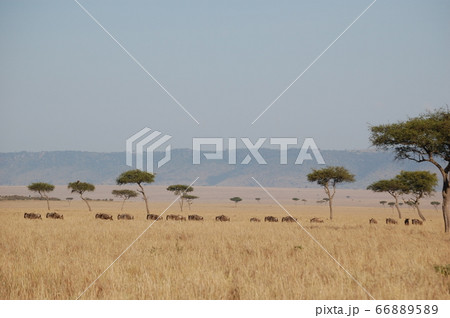 アフリカサバンナ アフリカサバンナ 66889589