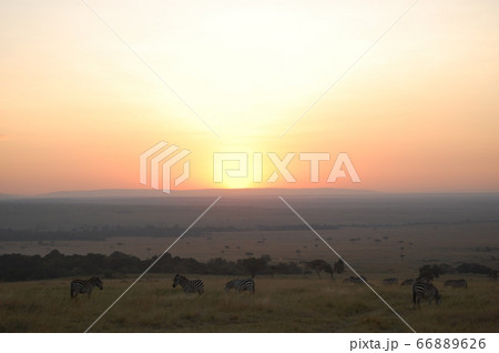 アフリカサバンナ 66889626
