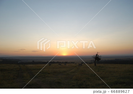 アフリカサバンナ 66889627