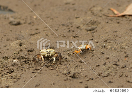 オキナワハクセンシオマネキ メス 雌 ♀ オキナワハクセンシオマネキ メス 雌 ♀ 66889699