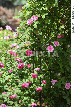 庭に咲く満開のバラ 66889726