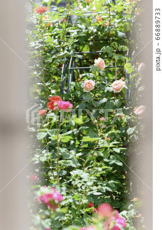 庭に咲く満開のバラ 庭に咲く満開のバラ 66889733