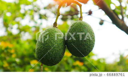 The 8th avocado species in the avocado breeding park, Tak, Thailand The 8th avocado species in the avocado breeding park, Tak, Thailand 66889761
