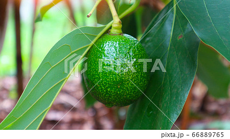 The 8th avocado species in the avocado breeding park, Tak, Thailand The 8th avocado species in the avocado breeding park, Tak, Thailand 66889765