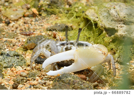 オキナワハクセンシオマネキ　♂　オス　雄 66889782