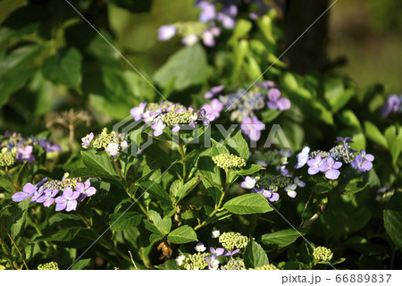 紫陽花 66889837