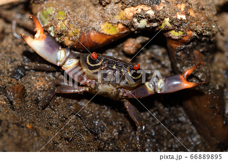 クマドリオウギガニ ヤクジャマガニ やくじゃまがに 隈取扇蟹 クマドリオウギガニ ヤクジャマガニ やくじゃまがに 隈取扇蟹 66889895