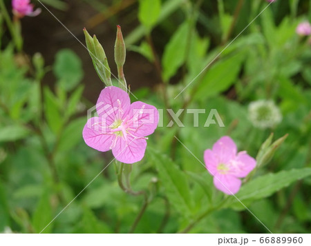 花 66889960