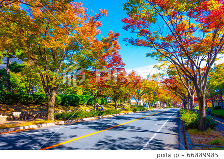 紅葉したケヤキの街路樹 66889985