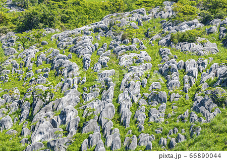 福岡県北九州市平尾台　新緑の大地とカレンフェルト（石灰岩柱） 66890044