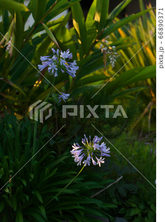 Agapanthus Agapanthus 66890371