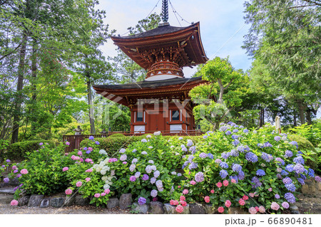 久米寺の新緑と満開の紫陽花園 66890481