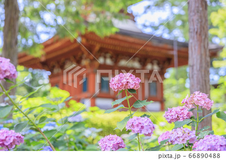 久米寺の新緑と満開の紫陽花園 66890488
