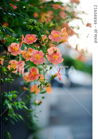 Chinese trumpet vine in summer 66890912