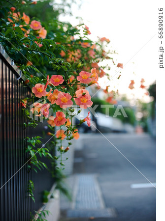 Chinese trumpet vine in summer Chinese trumpet vine in summer 66890916