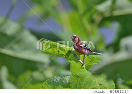 ベニマシコ①(北海道) ベニマシコ①(北海道) 66891214