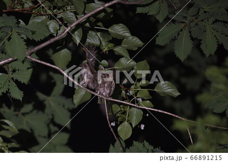 コノハズクの求愛②(北海道) コノハズクの求愛②(北海道) 66891215
