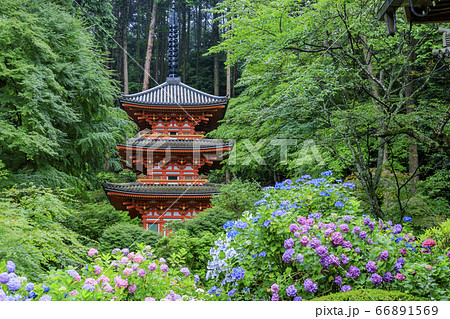 岩船寺の新緑と満開の紫陽花 66891569