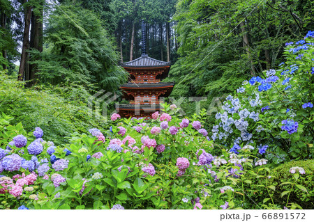 岩船寺の新緑と満開の紫陽花 66891572