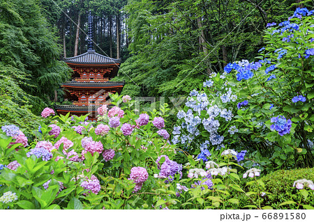 岩船寺の新緑と満開の紫陽花 66891580