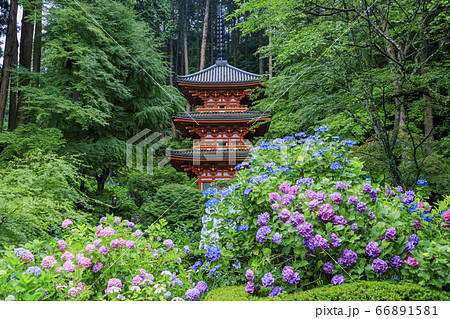 岩船寺の新緑と満開の紫陽花 66891581