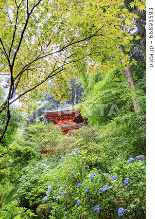岩船寺の新緑と満開の紫陽花 岩船寺の新緑と満開の紫陽花 66891593