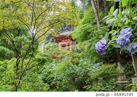 岩船寺の新緑と満開の紫陽花 岩船寺の新緑と満開の紫陽花 66891595