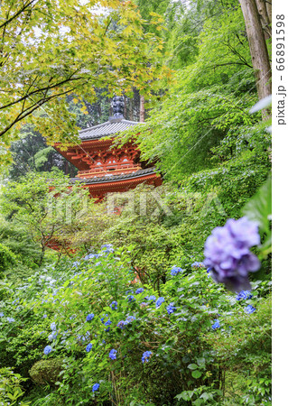岩船寺の新緑と満開の紫陽花 岩船寺の新緑と満開の紫陽花 66891598