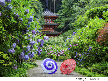 岩船寺の新緑と満開の紫陽花 66891609