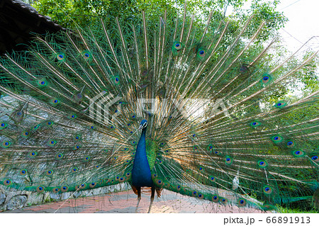Beautiful well-groomed male peacock, spreading its 66891913
