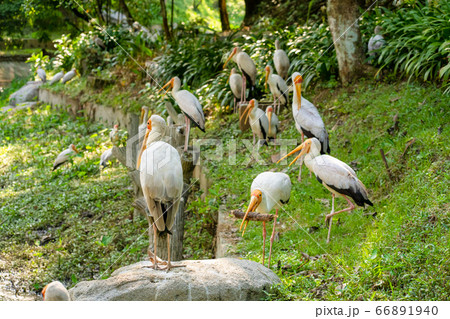 A flock of milk storks sits on a green lawn in a A flock of milk storks sits on a green lawn in a 66891940