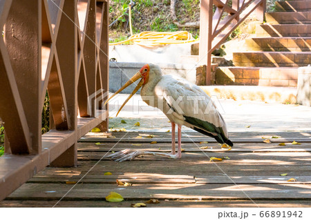 A milk stork sits on the ground with an open beak. A milk stork sits on the ground with an open beak. 66891942