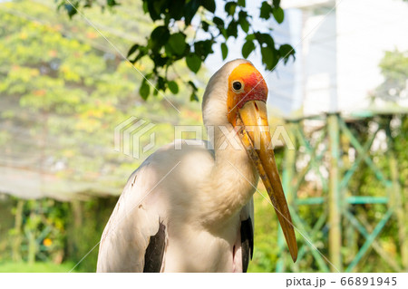 A milk stork sits close-up portrait. A stork sits A milk stork sits close-up portrait. A stork sits 66891945
